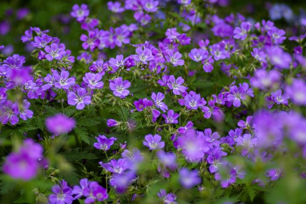 Tuinplanten: de natuurlijke boost voor je tuin en jezelf